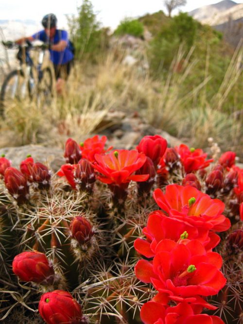 Passage 12: Red Ridge – Explore the Arizona Trail