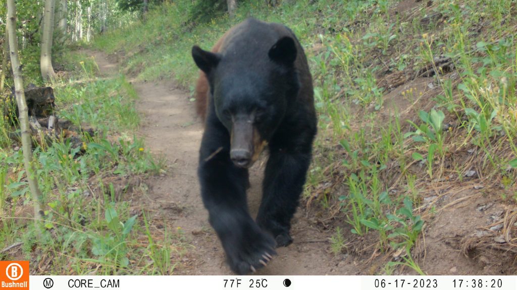 Wildlife & Recreation Study Final Report Now Availabler